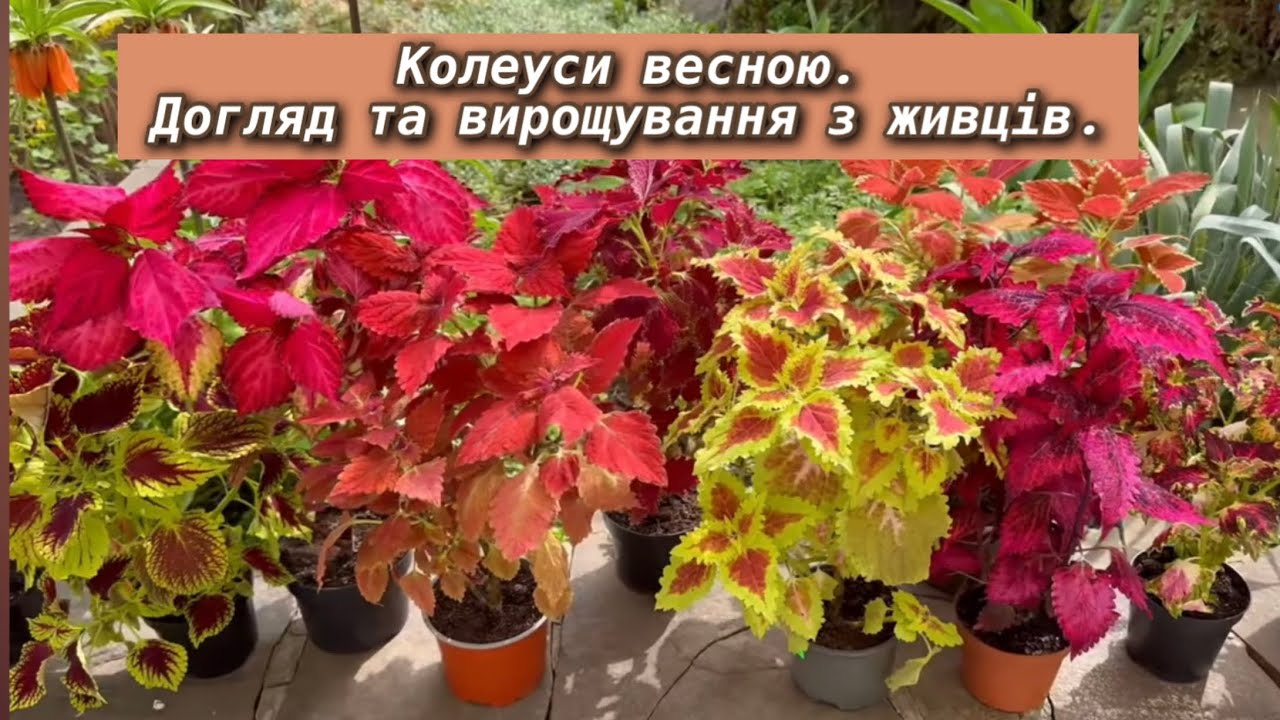 Колеуси весною - догляд та вирощування з живців.