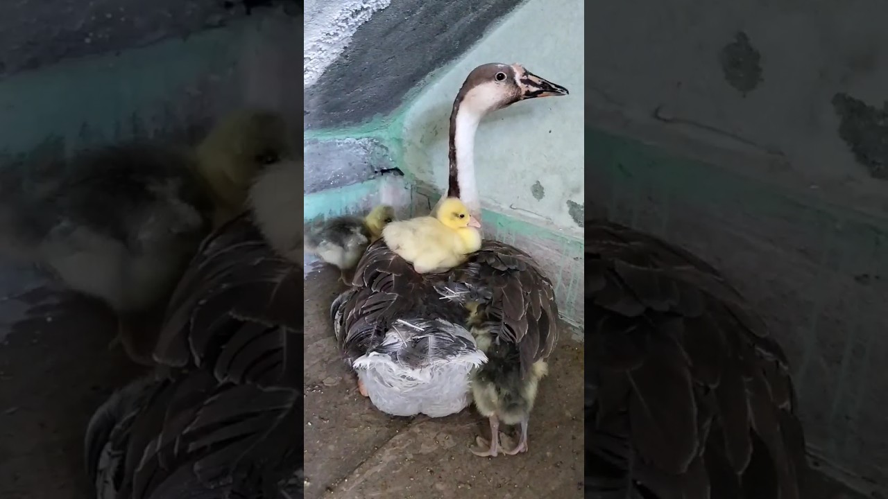 Duck Kids
