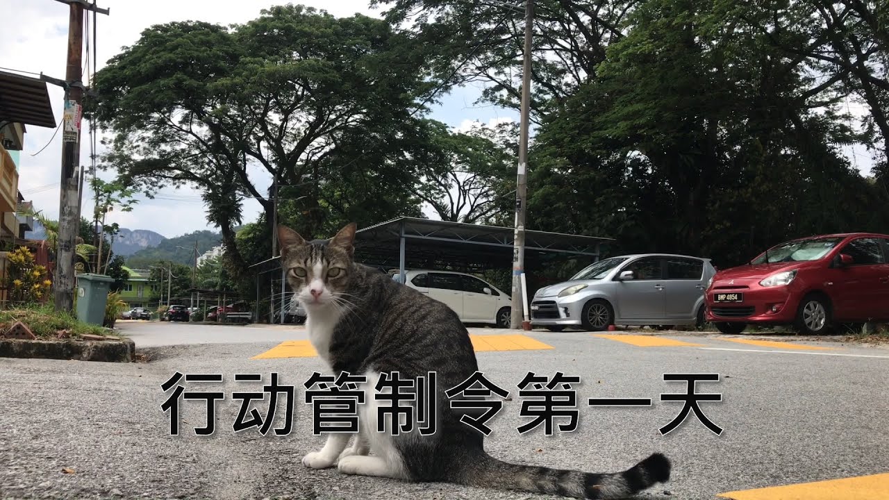 Tom Story Vlog | 行动管制令第一天