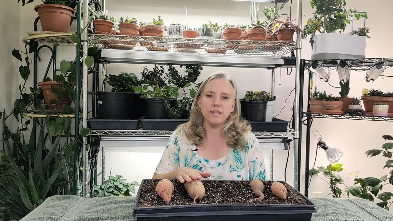 Starting Sweet Potato Slips for the First Time