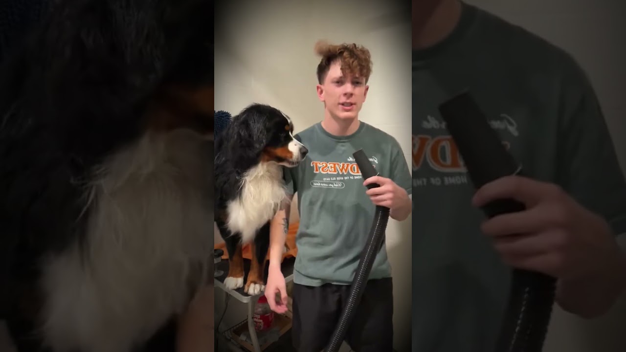 Dogs Singing to Eminem?! 🎤🐶 Just Lose It Goes Furry #shorts