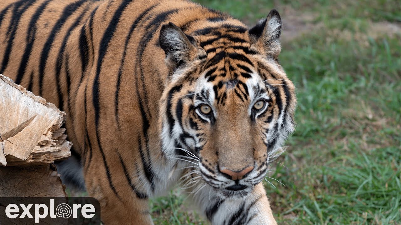 Max the Tiger Cam at Turpentine Creek powered by EXPLORE.org