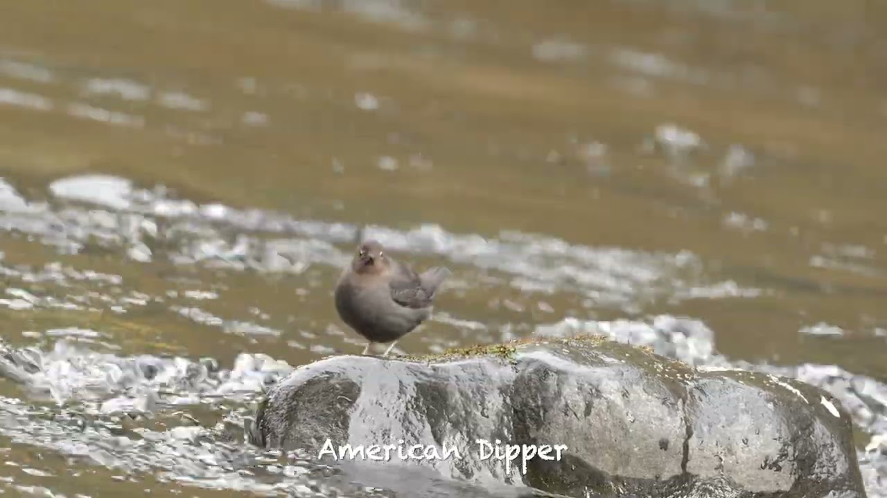 American Dipper