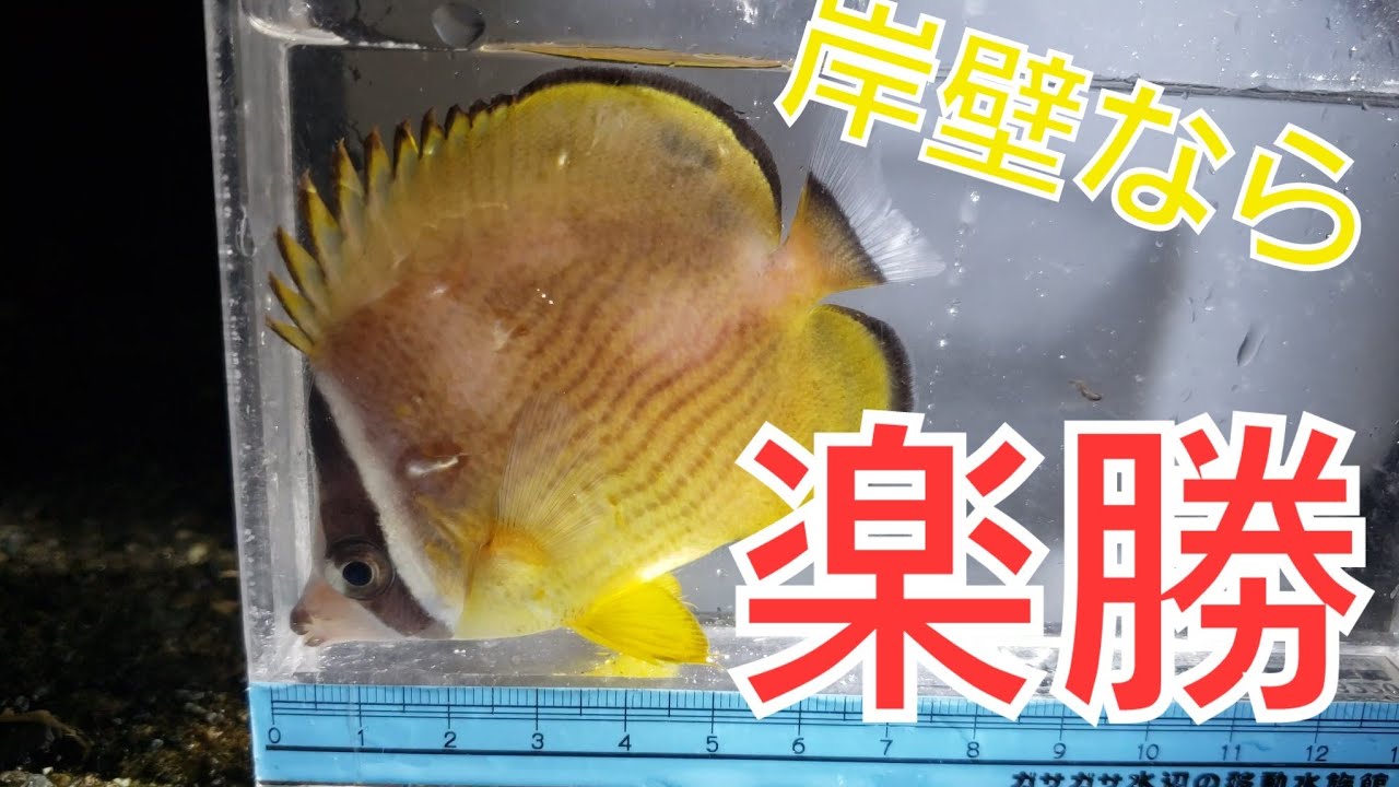 【岸壁採集】夜の岸壁採集ならこんなに簡単に魚がとれる