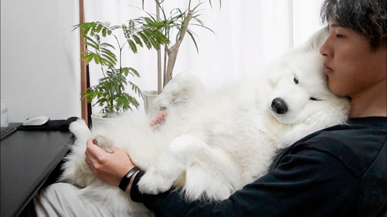 仕事中に膝の上で甘える自分の体が大きいことを忘れている犬がこちらです…