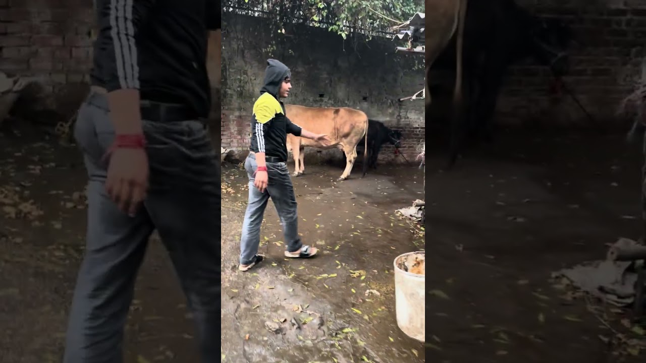 Aaj Nyaar Karlio 😂🤣 | 23rd Jan 2026 #funny #vlog 