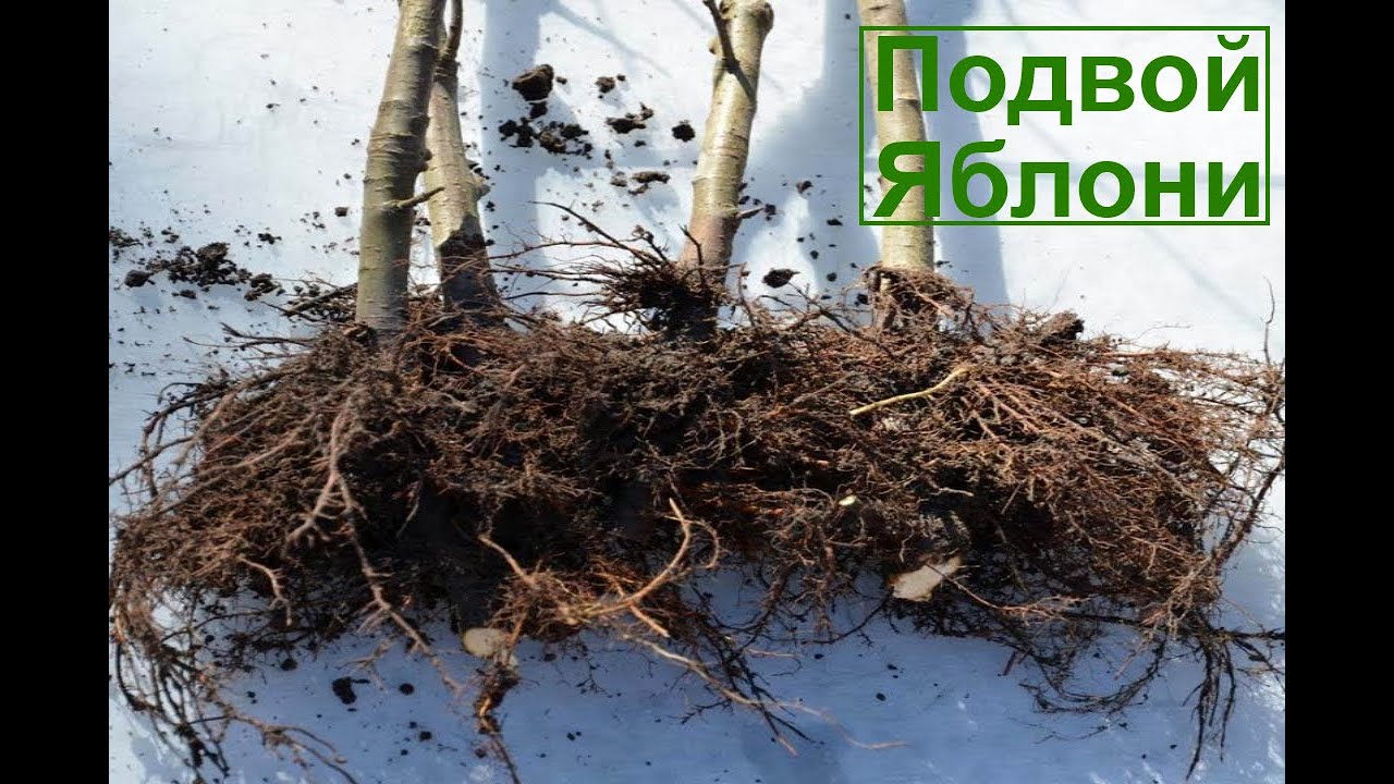 Подвой. Часть 1. 