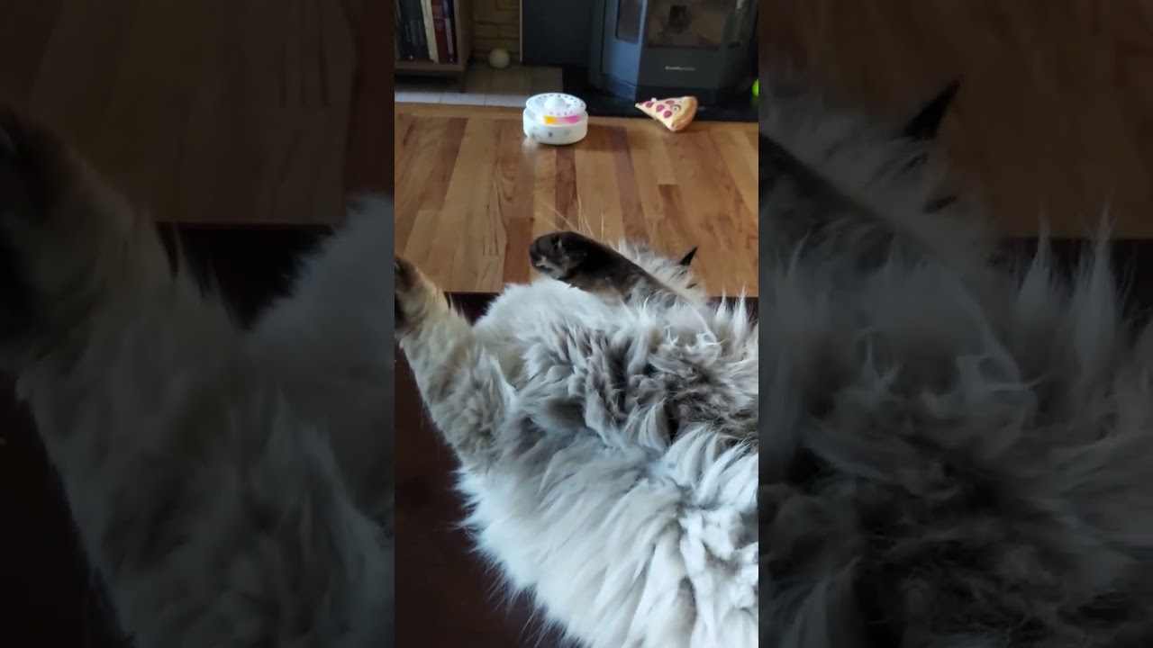 My Cat replying to The Birder King