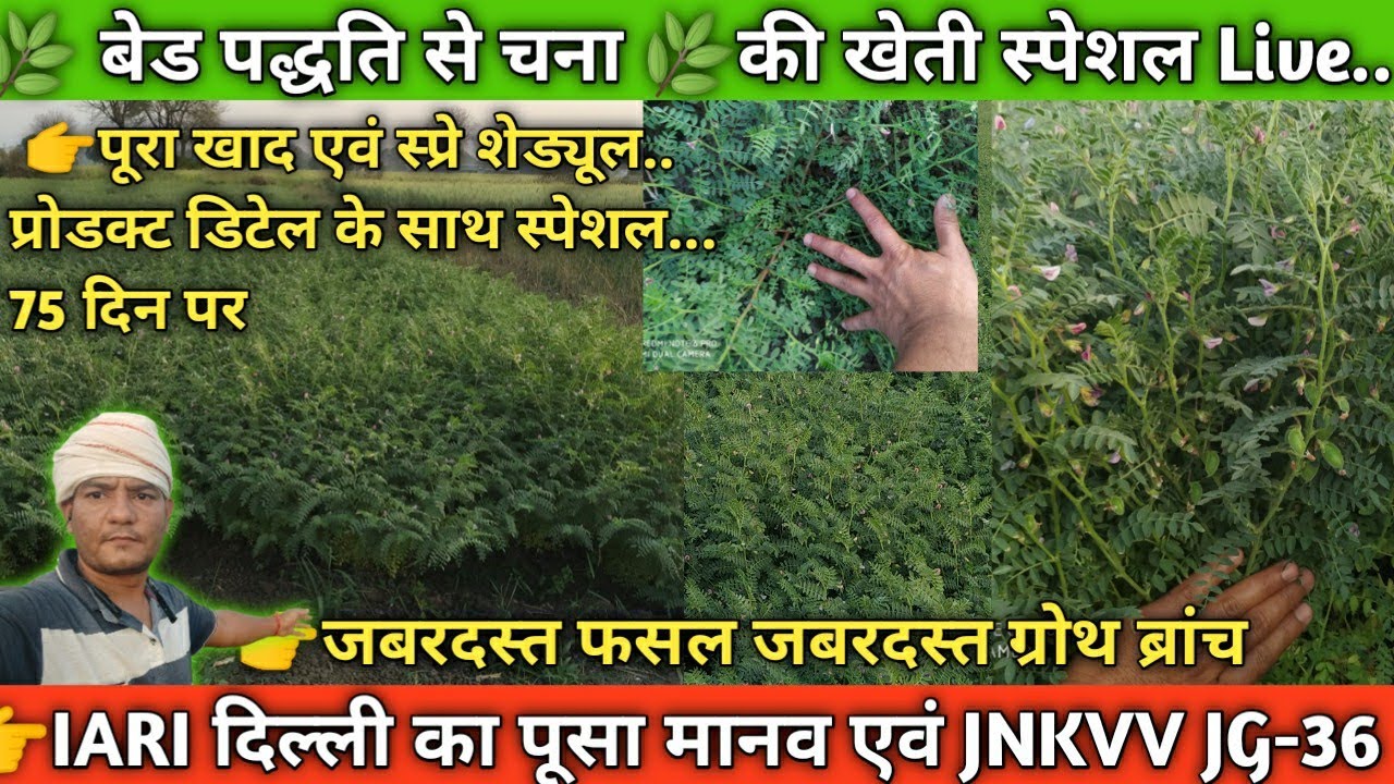 🌿 बेड पद्धति से चना की खेती स्पेशल | खाद स्प्रे फुल शेड्यूल के साथ #पूसामानव एवं JG-36 #viralvideo