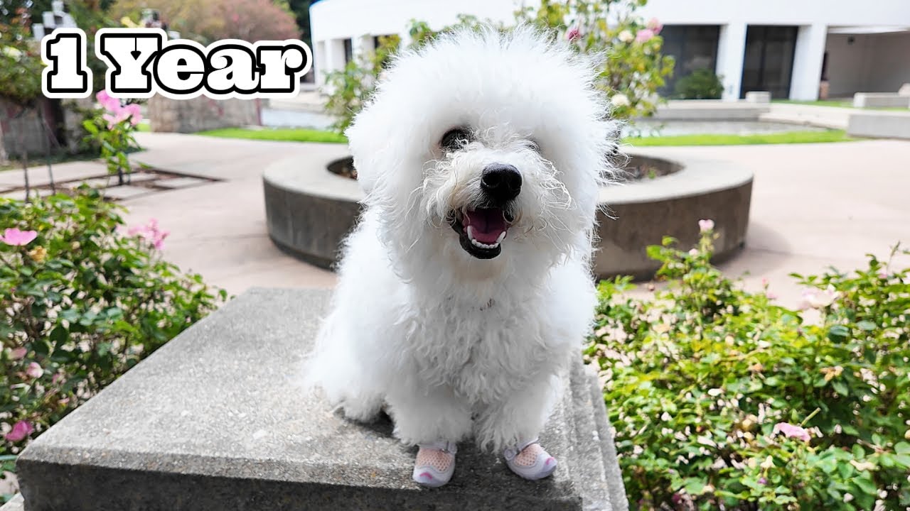 Bichon Puppy’s Outdoor Adventures (1 Year Journey)