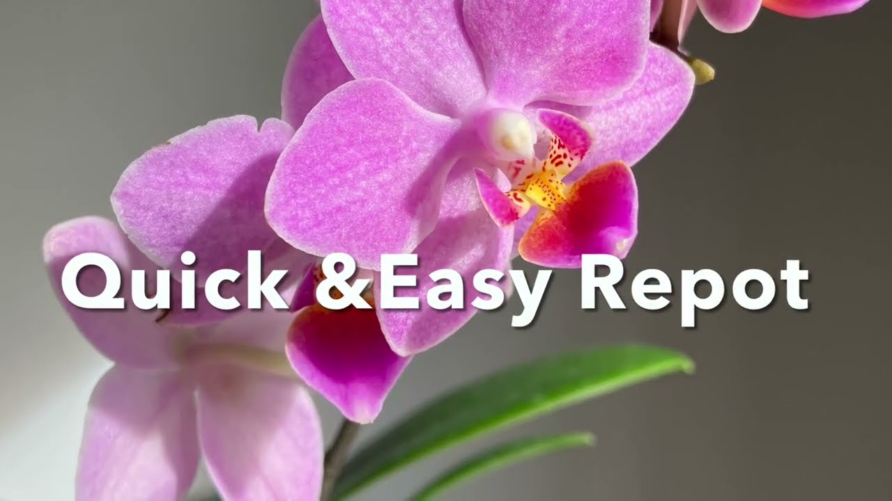Quick & Easy repotting/Быстрая пересадка