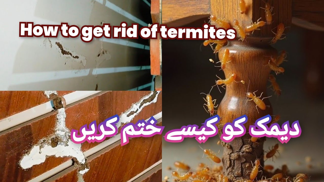 دیمک کا خاتمه کیسے کریں ✨ دیواروں پر لگی دیمک کو کیسے ختم کریں 