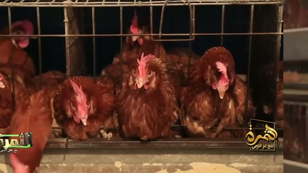 سر انفجار إنتاج البيض يوميًا 🥚 ضاعف الإنتاج في أسبوع واحد بس!