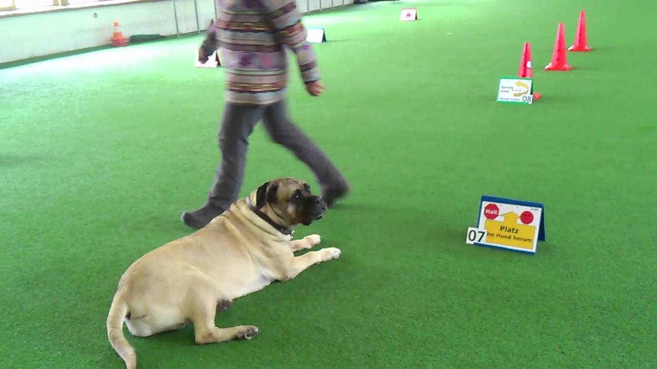 Rally Obedience Beginner (1  Parcours mit Fiona)