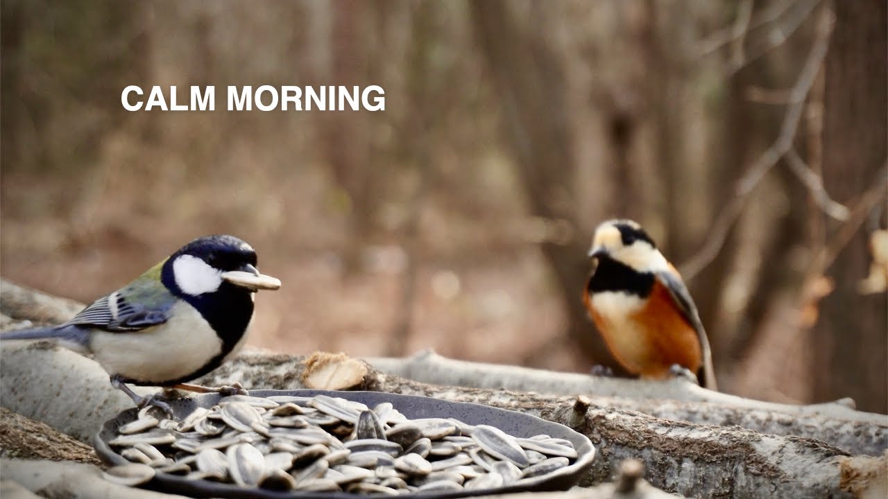 Calm Clear Morning at the Bird Feeder | Started at 10 AM, 0.2°C / 32.4°F