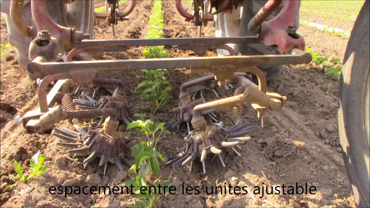 Sarcleur à doigts Buddingh