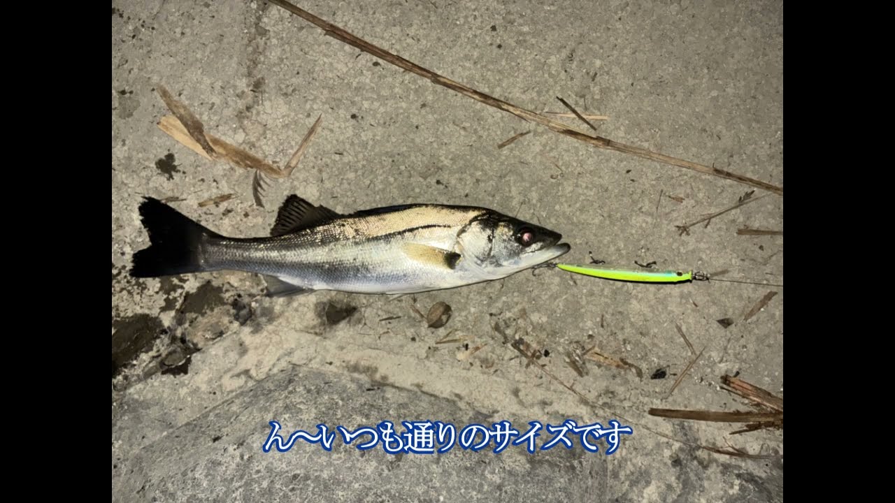 【バチ沸き状況】涸沼夜のシーバス　乗せられないっす・・・あたりはそれなりに有るんですが【あたりは多い】