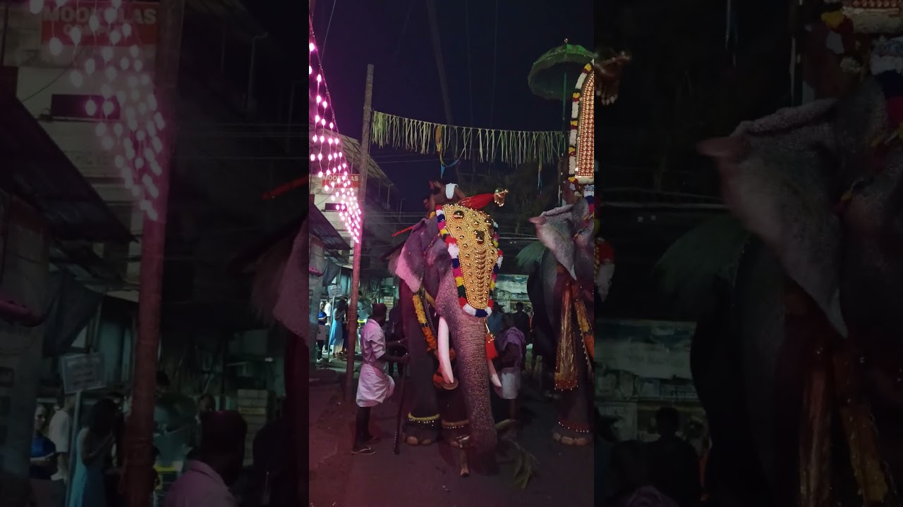 ഇതാണ് സ്നേഹം ❤️#thiruvambadichandrashekaran #keralaelephant #aanapremi #aanaperuma #e4elephant