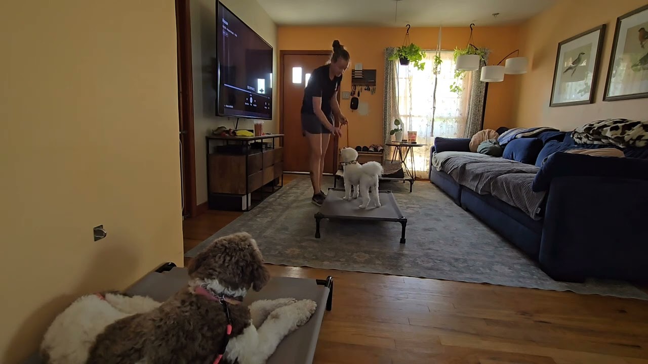 Finn & Casey: Dog Distraction Place and Sits