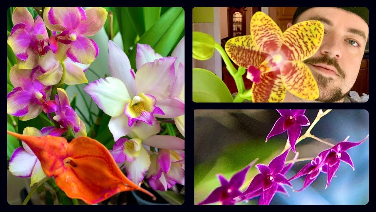 What’s in bloom? Orchid Update!