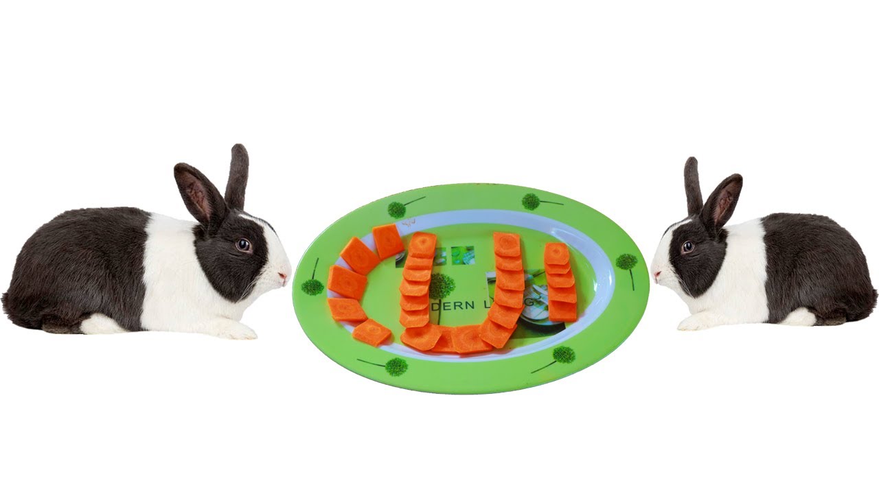 Video Home Work Amazing Creative Technology Vegetable For Rabbit Eating