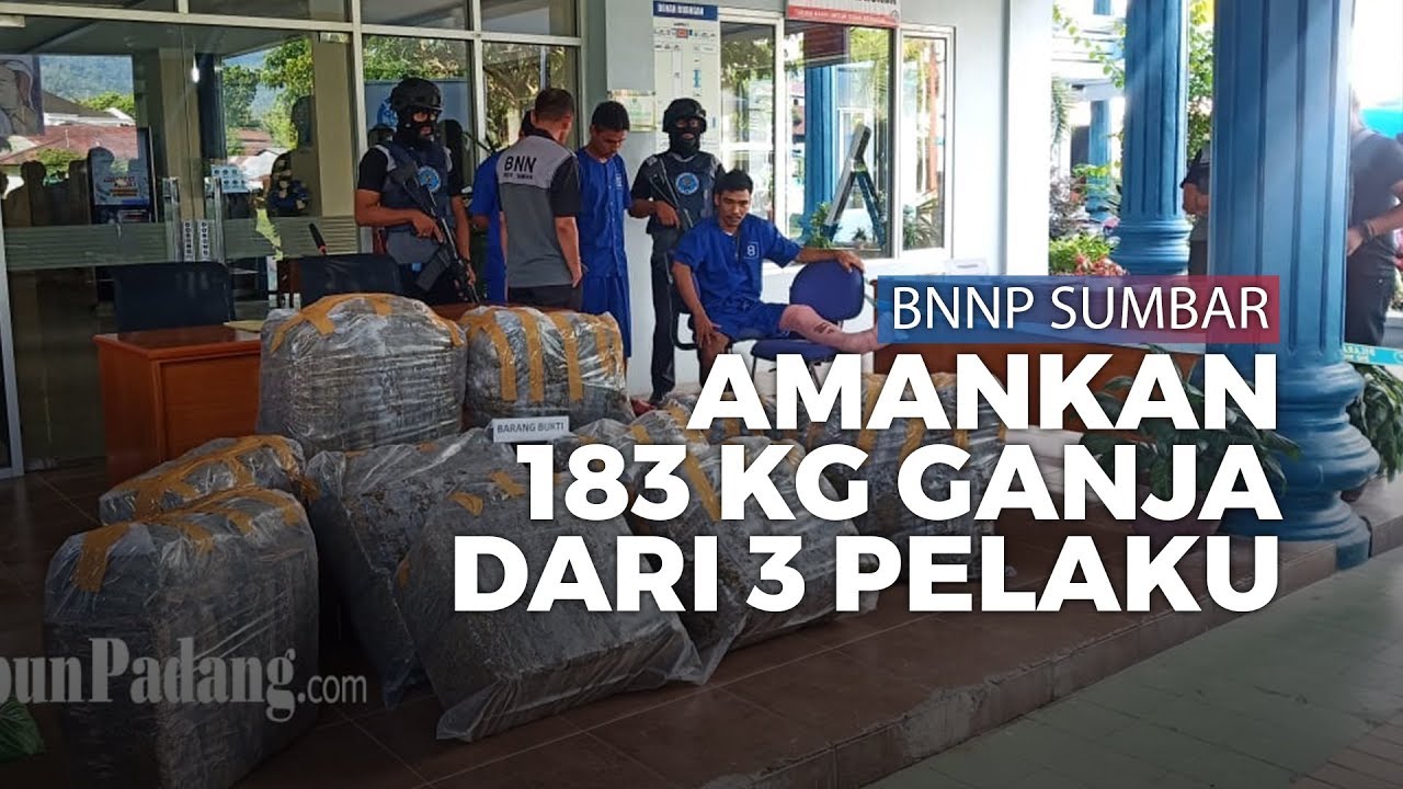 BNN Sumbar Amankan 183 Kg Ganja, Satu Pelaku Dihadiahi Timah Panas