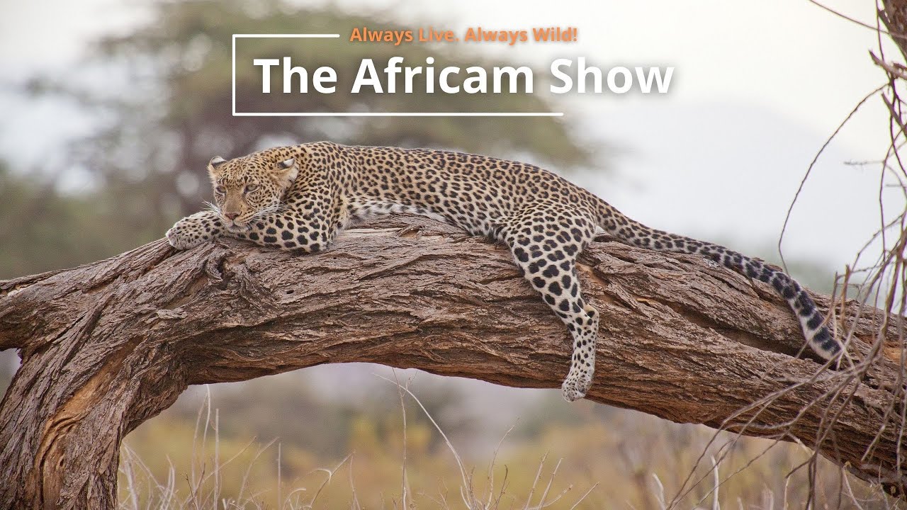 The Africam Show | 7.26.22
