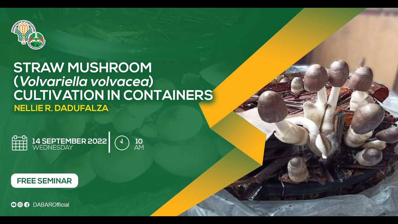Straw Mushroom Cultivation in Containers