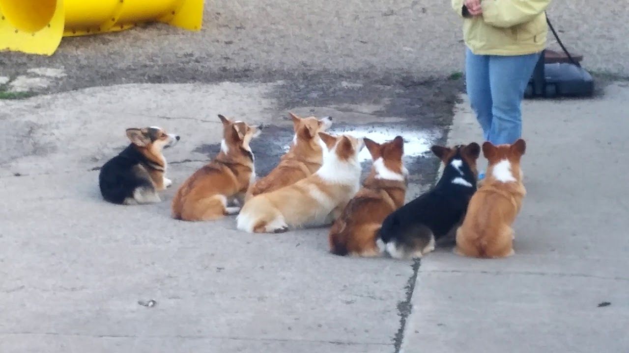 Jr Low Riders working on obedience