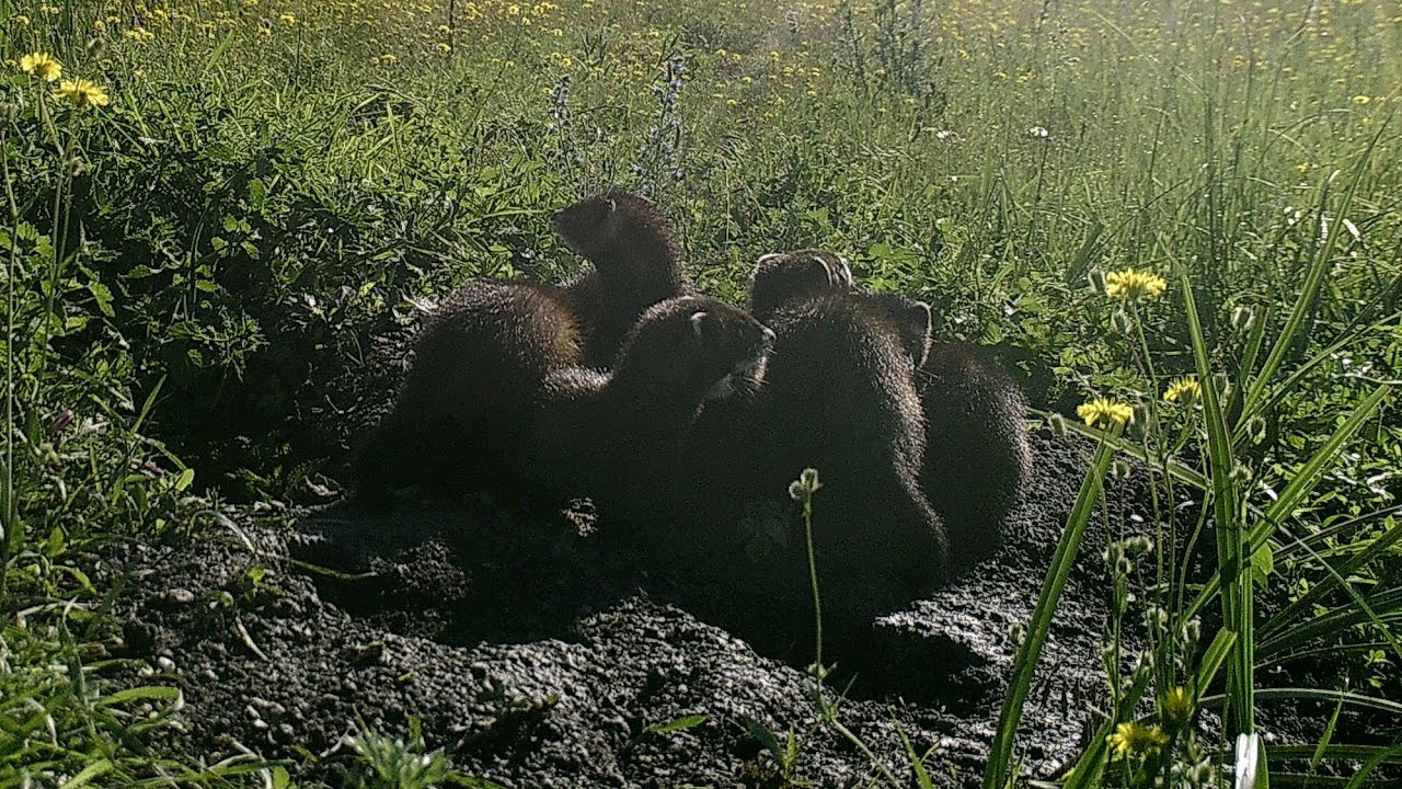 European Polecats at the den