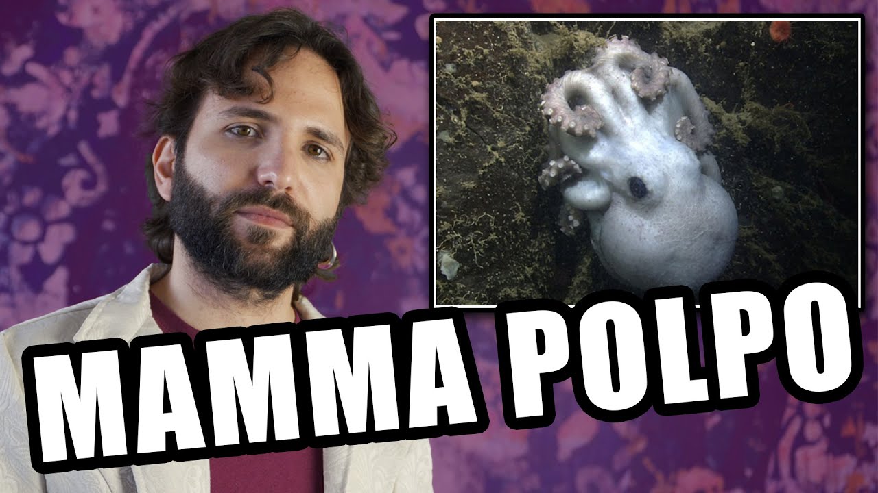 Una mamma polpo ASSURDA
