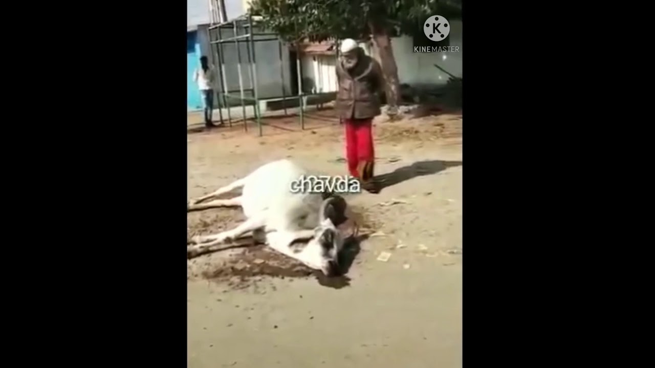 Abdul Kadir pir bapu ki karamat dekhiye gay ko kese Jinda kar tehe