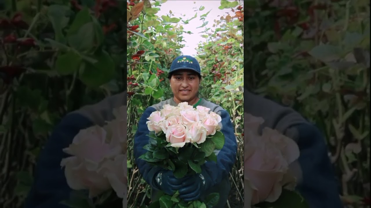 LIGHT PINK - PINK MONDIAL ROSES 🌷✨🥰
