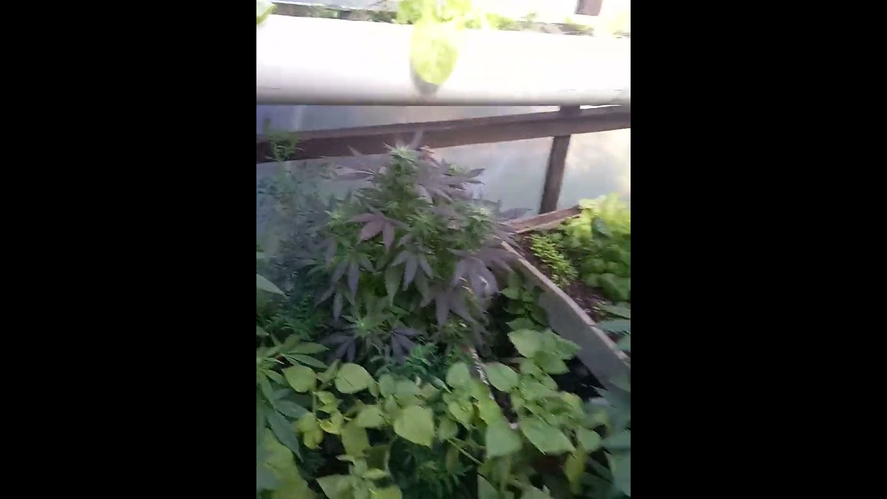 marihuana icer de r kiem seed esquejes