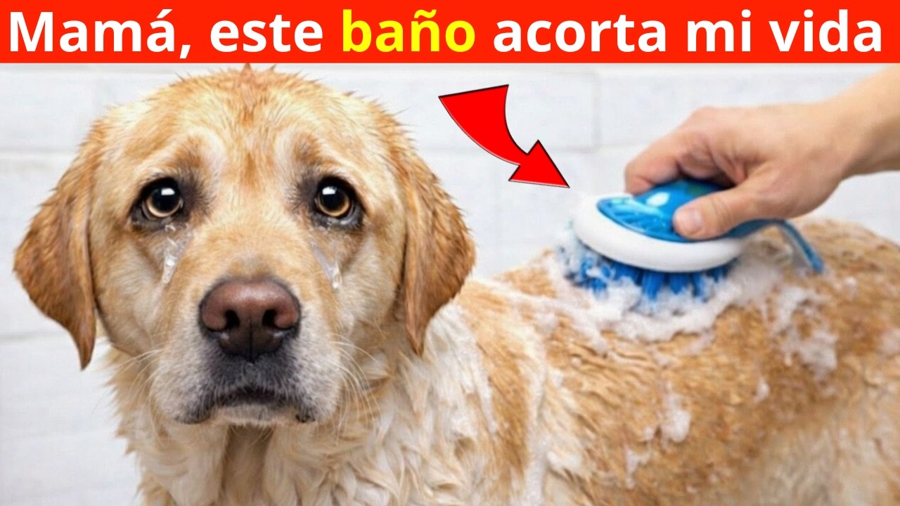 18 Errores de Aseo y Baño Que Están Lastimando Secretamente a Tu Perro