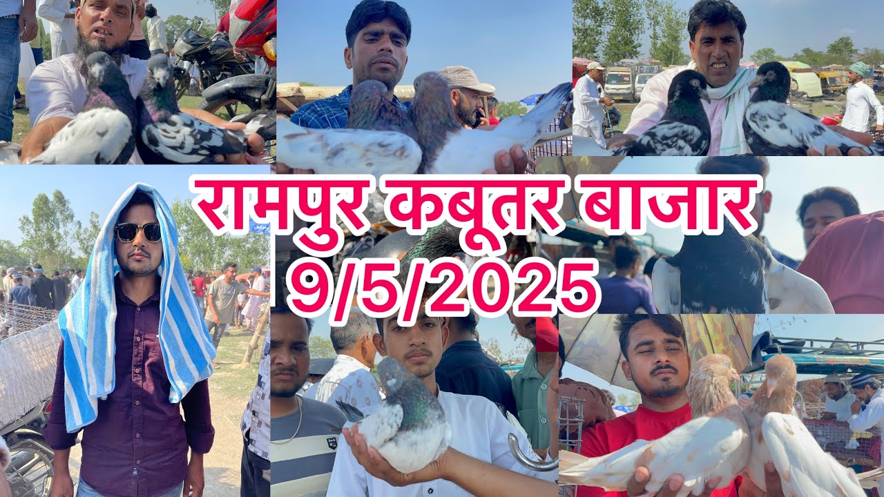 रामपुर कबूतर बाजार Rampur kabootar bajar 9/5/2025