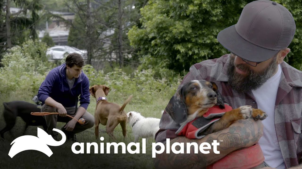 La importancia de los parques para perros | Guaridas con estilo | Animal Planet