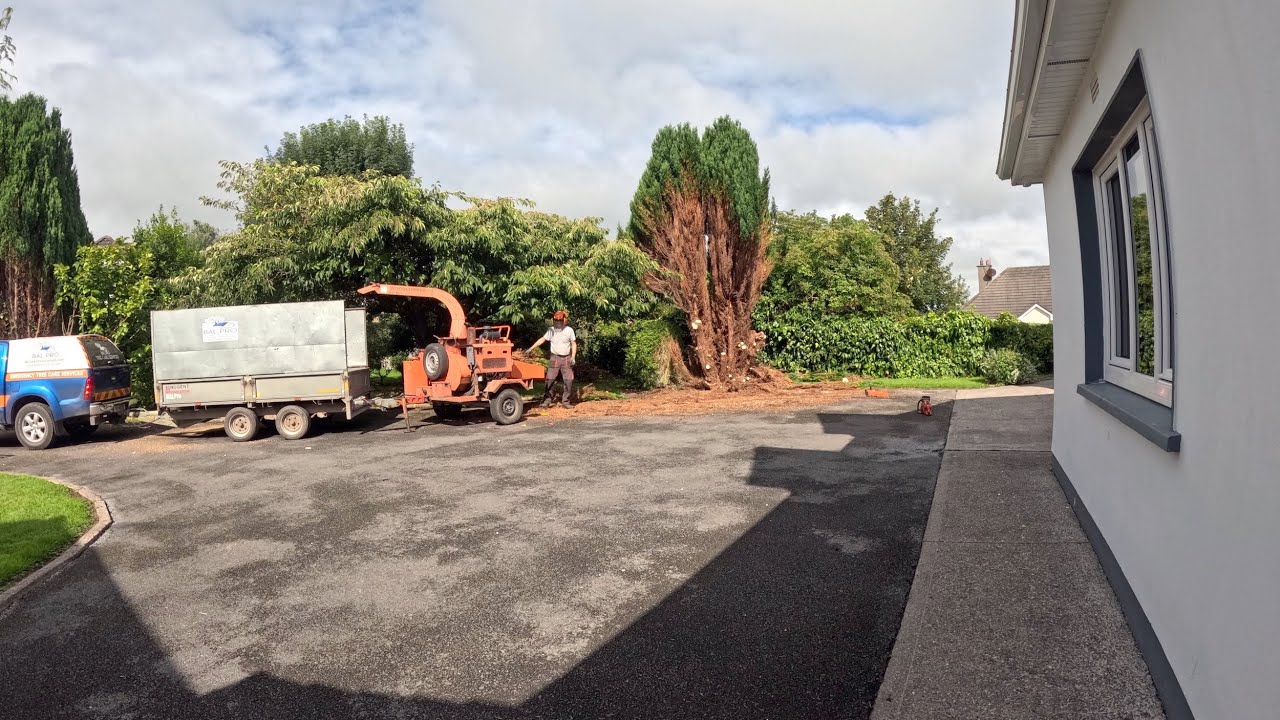 LOWSON'S CYPRESS REMOVAL 2023