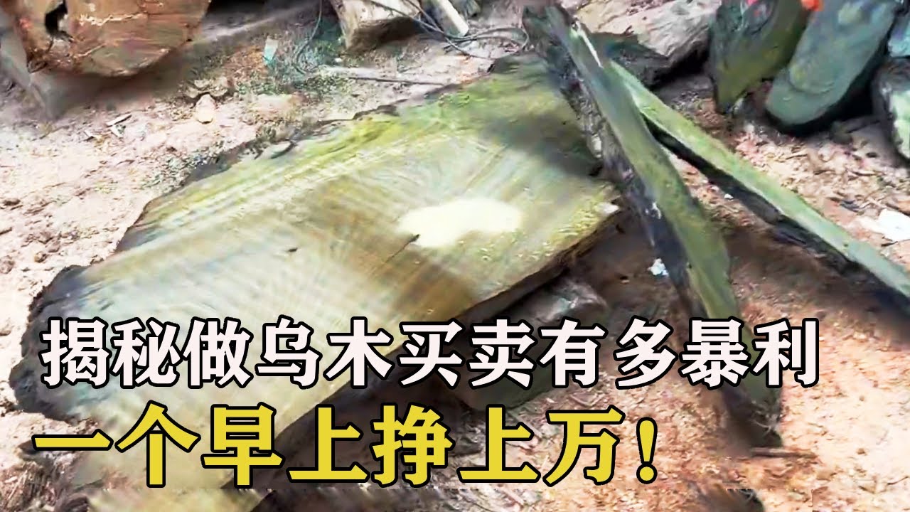 揭秘做乌木买卖有多暴利，小伙一个早上挣上万，开料成功翻几倍！#土家瑶妹 #手串 #文玩  #金丝楠乌木