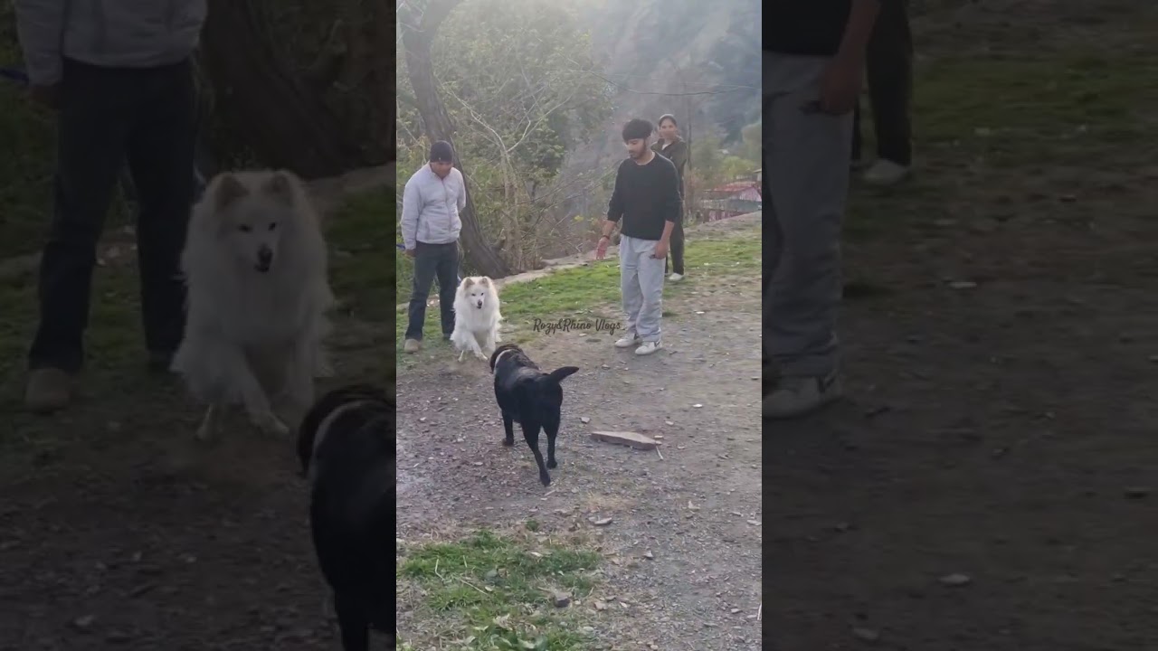 Dogs fight pomeranian vs Labrador Rozy