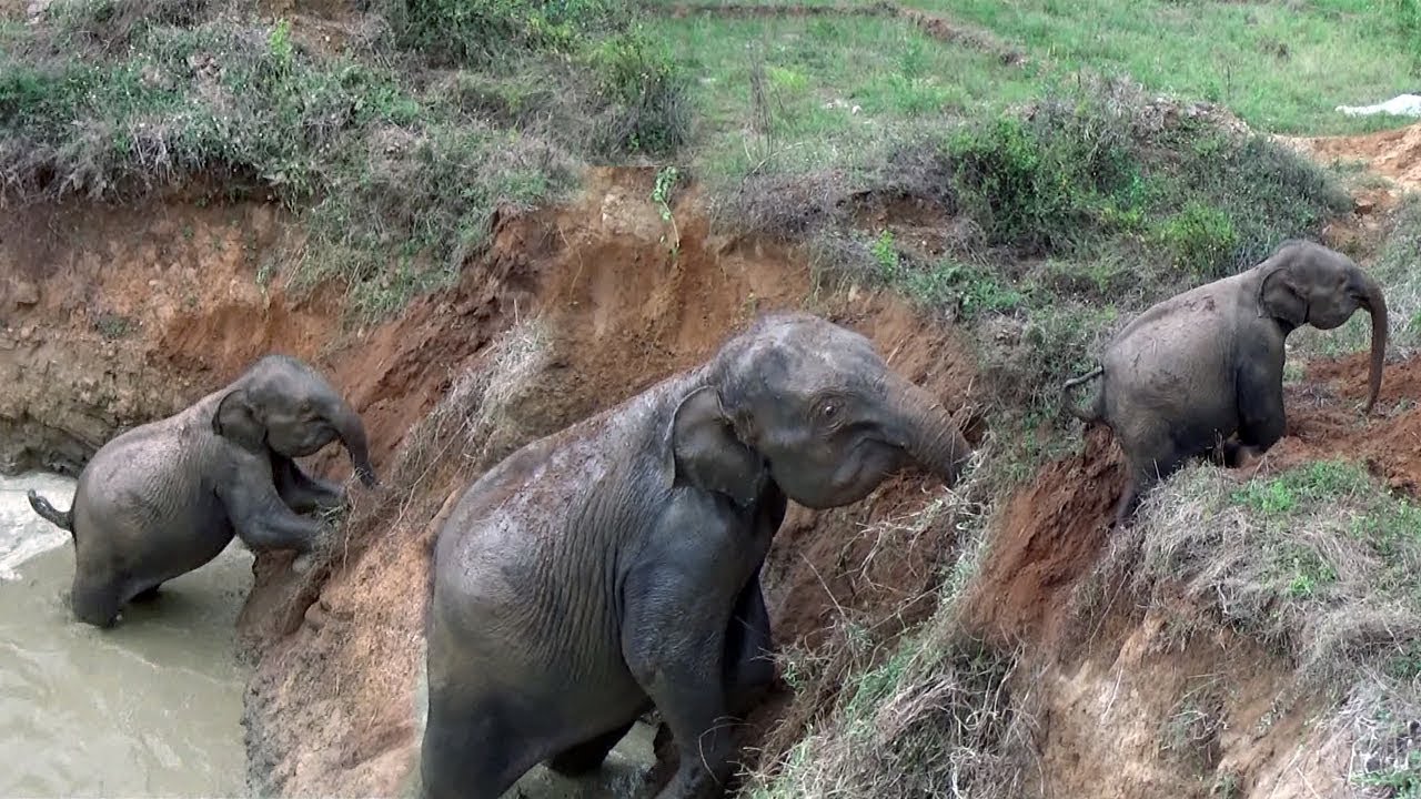 A baby elephant rescued by wildlife officers !