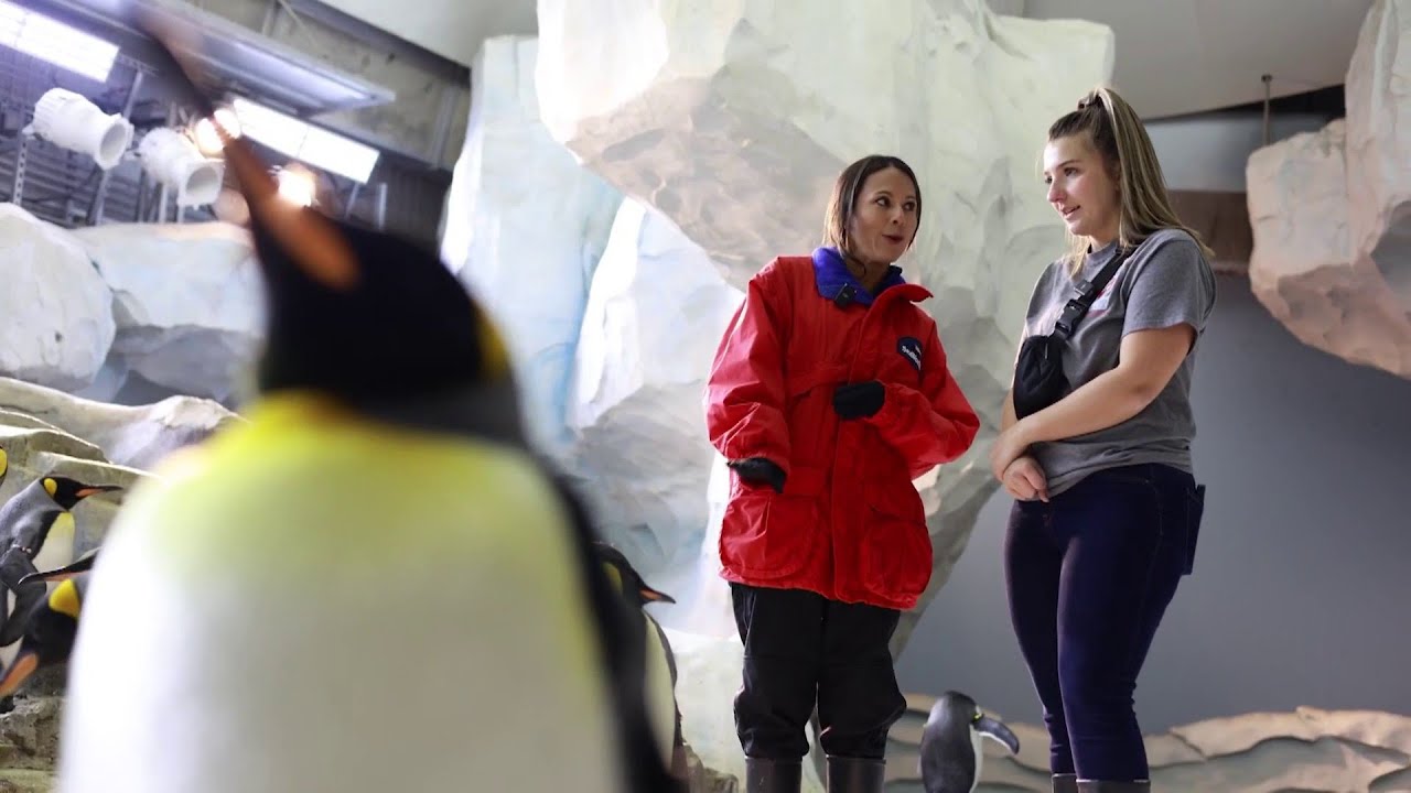 Here's when you can see emperor penguins at SeaWorld Orlando!
