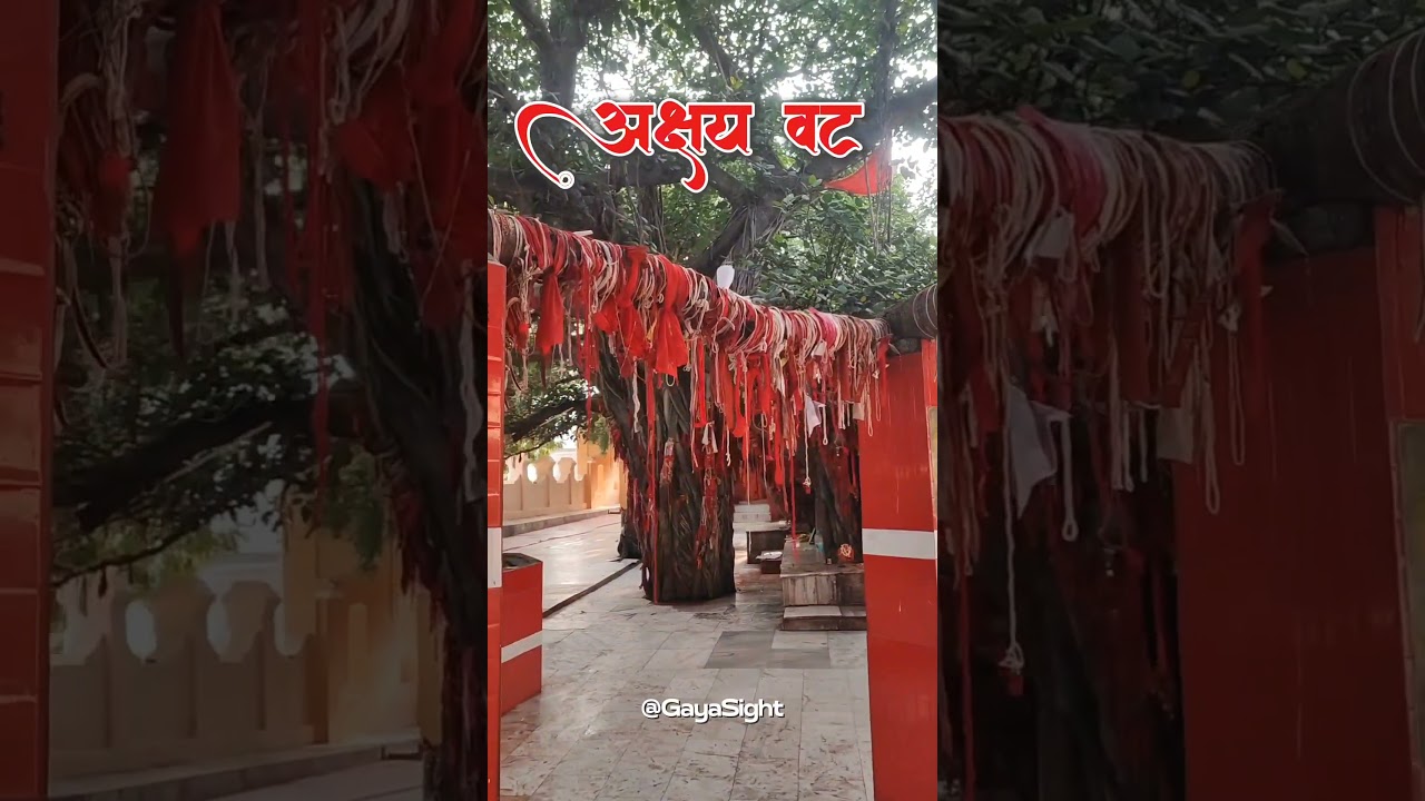 अक्षय वट | Pitrupaksha में Akshay Vat का विशेष है महत्व! #AkshayVat #Pitrupaksh #Gayaji #Pinddaan