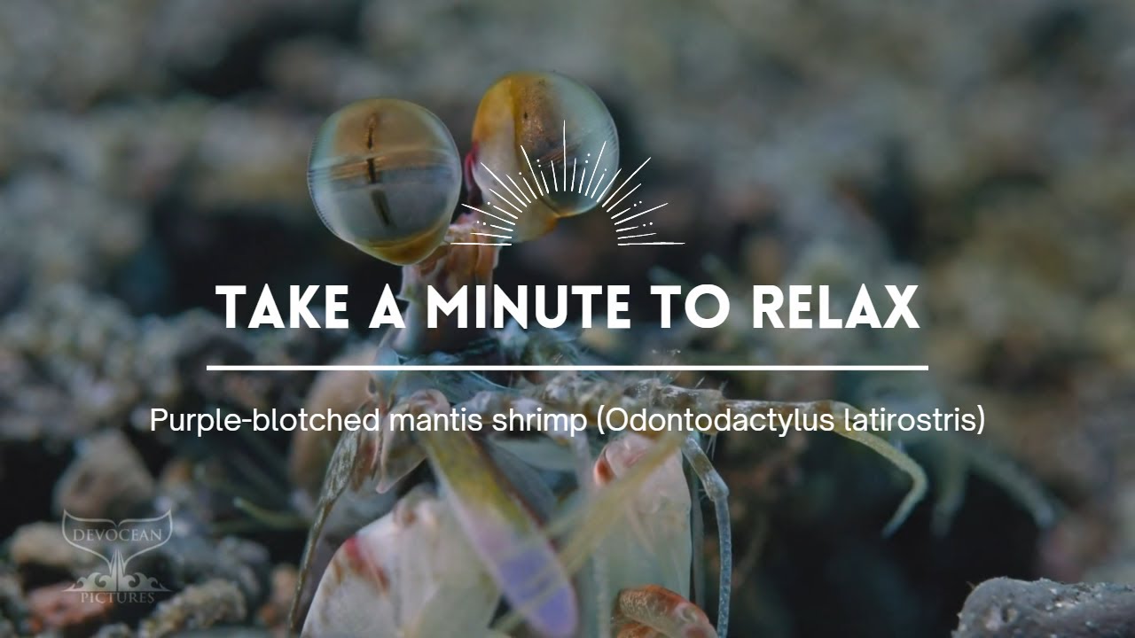 Take a Minute III: Purple-blotched mantis shrimp (Odontodactylus latirostris)