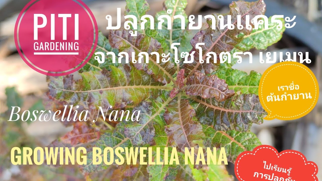 วิธีปลูกกำยาน Boswellia nana จากเกาะโซโกตรา ประเทศเยเมนที่ดีที่สุด.