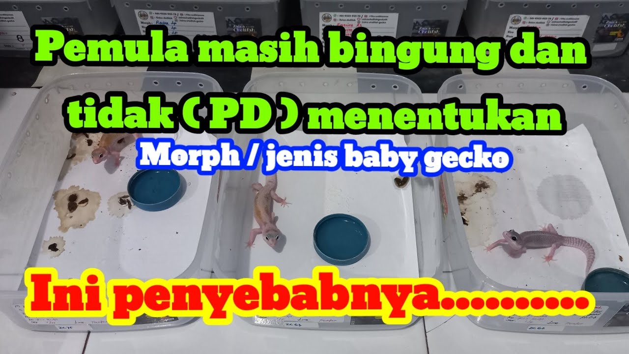 FAKTOR UTAMA PEMULA MASIH BINGUNG ATAU KURANG PERCAYA DIRI MENENTUKAN MORPH ATAU JENIS BABY GECKO