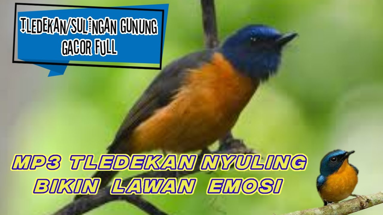mp3 tledekan gunung nyuling bikin lawan emosi