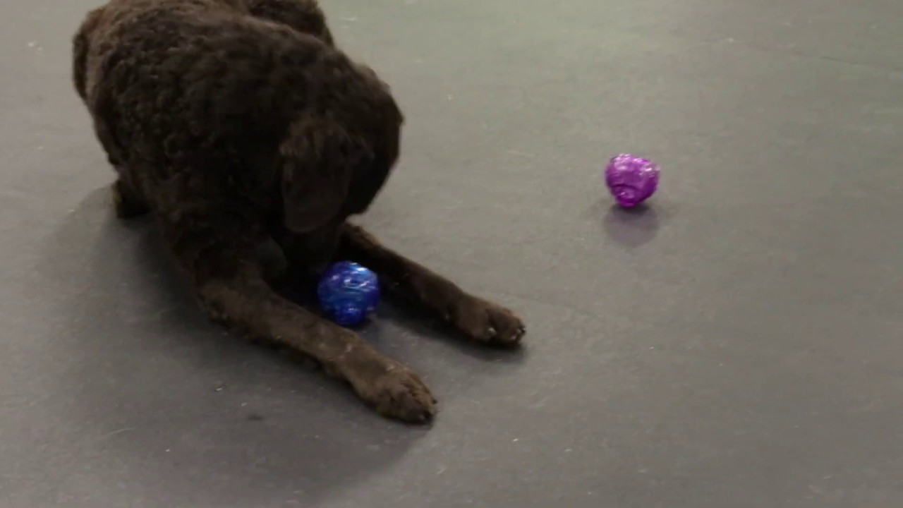 Kong Lock It treat dog toys