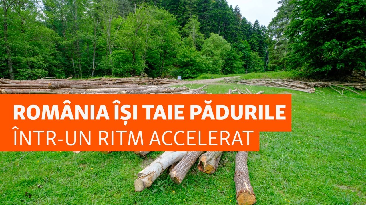 România a tăiat 11 milioane de arbori în zece ani. Reîmpăduririle, doar promisiuni