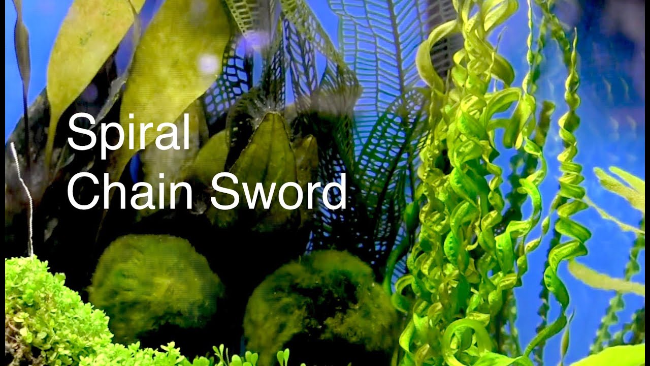 Fincasters Episode 61 Spiral Chain Sword Plant